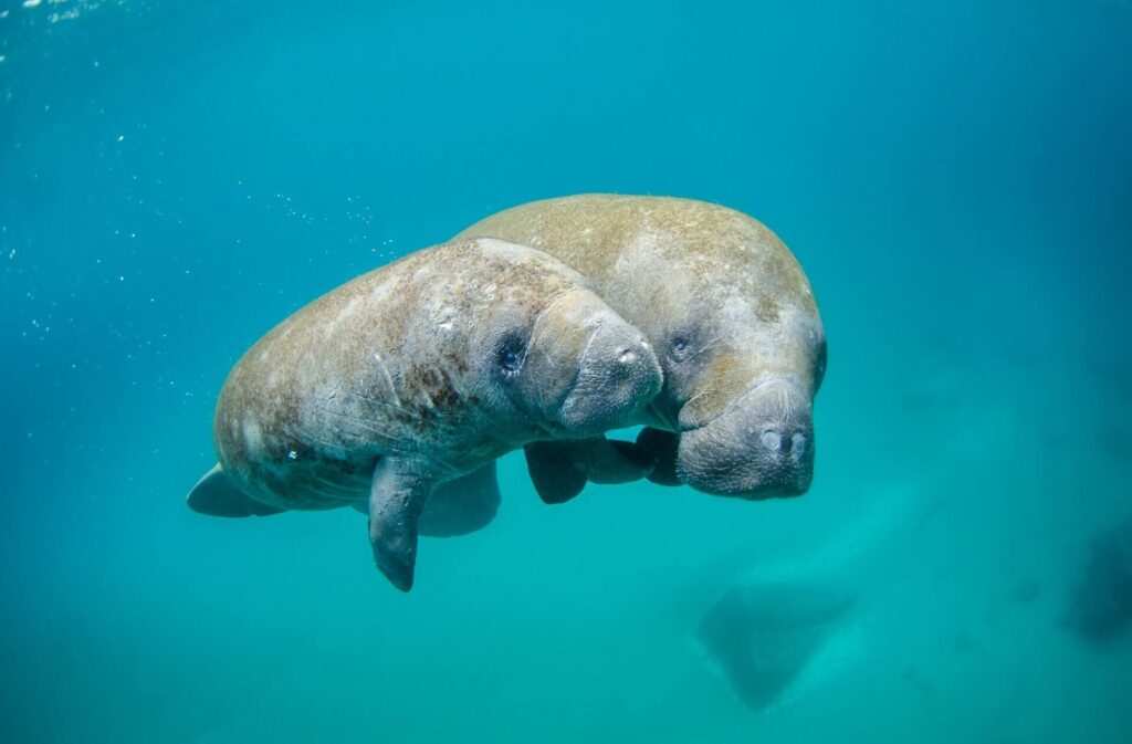 Marine biodiversity